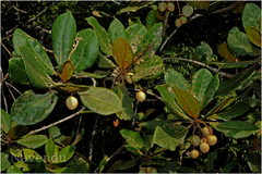 Elaeocarpus tuberculatus